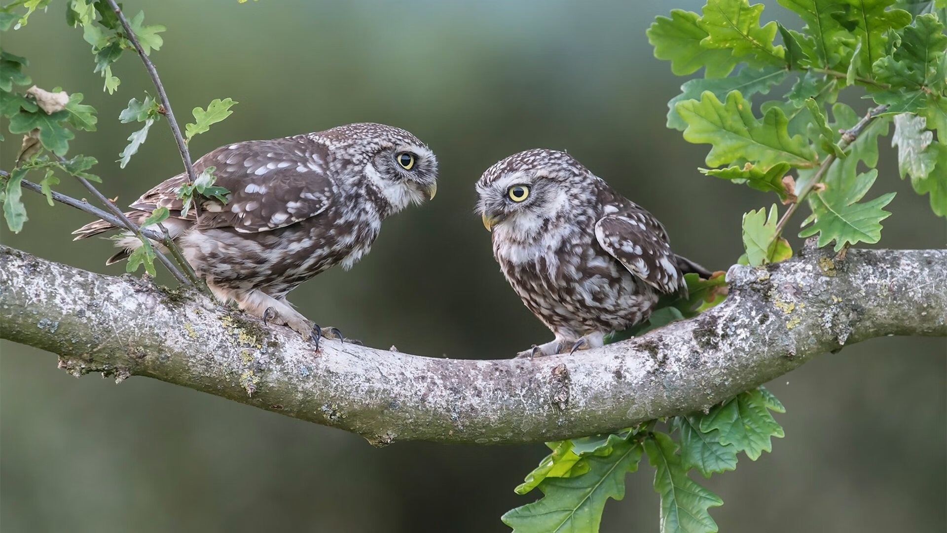开云平台-约基奇演绎完美定义，掘金轻取勇士展露冠军相