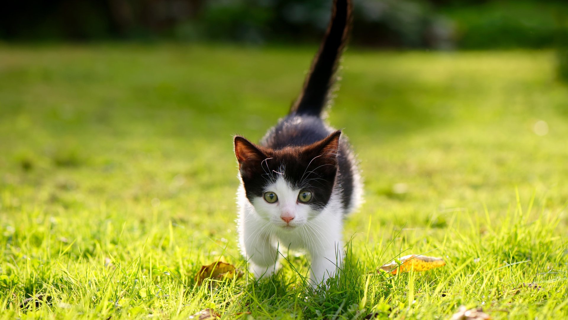 夜幕下的证明，当引擎轰鸣遇见球场灯光