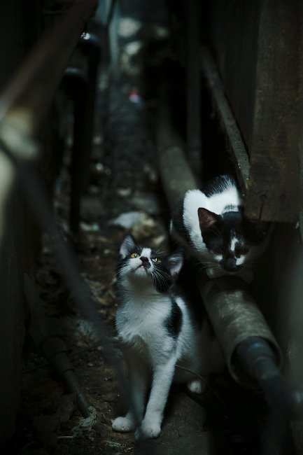 开云体育入口-颠覆性胜利！北京队正面击溃湖人，拉文末节19分化身关键先生