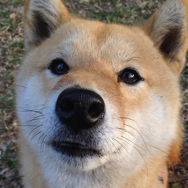 开云体育在线-死神降临！杜兰特终场绝杀助开拓者力克雄鹿