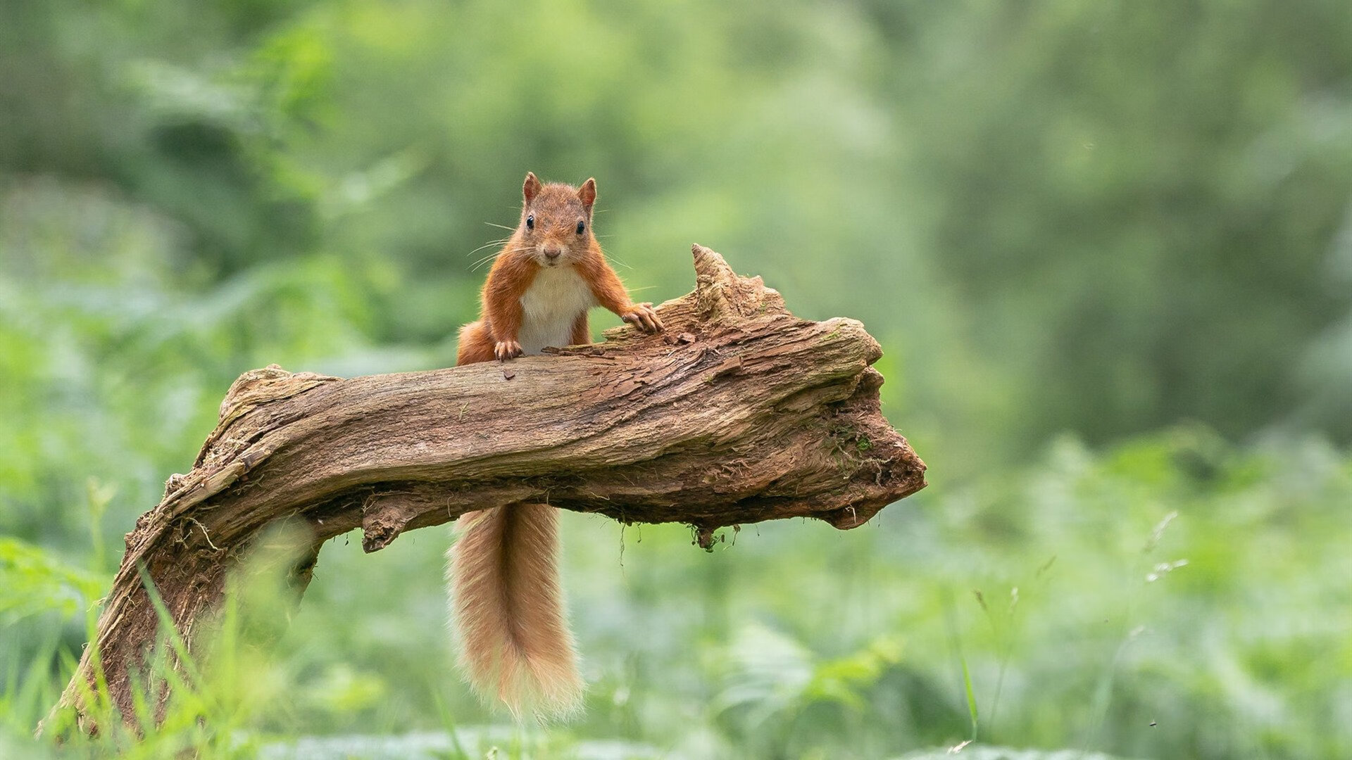 当奇迹发生之地遇见威斯特法伦的魔法，论体育的戏剧性与永恒魅力