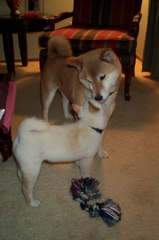 跨界辉煌，葡萄牙足球大捷与迪巴拉的F1狂飙