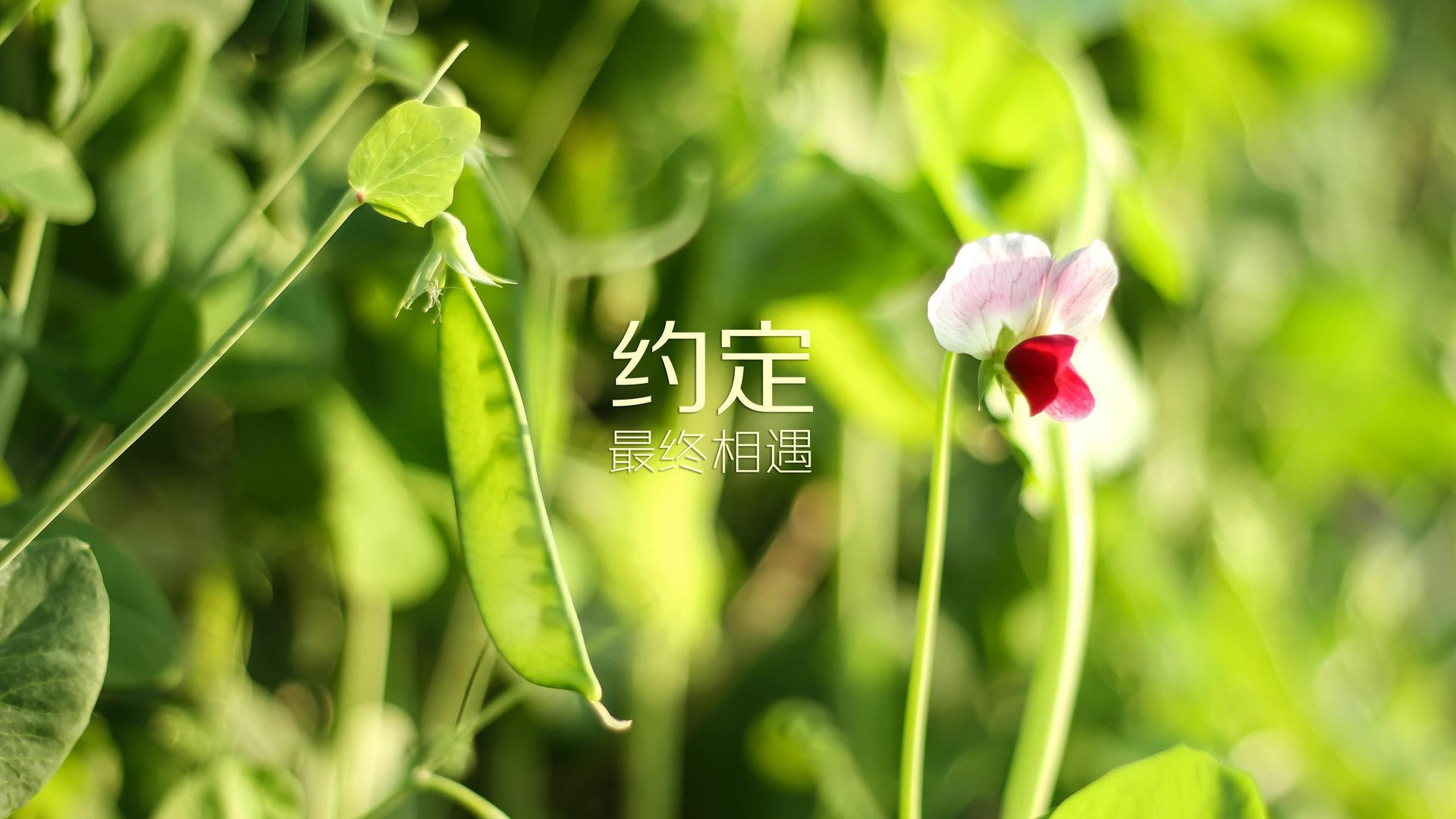 维也纳奇迹,京多安致命一击,奥地利绝杀摩洛哥闪耀2026世界杯D组